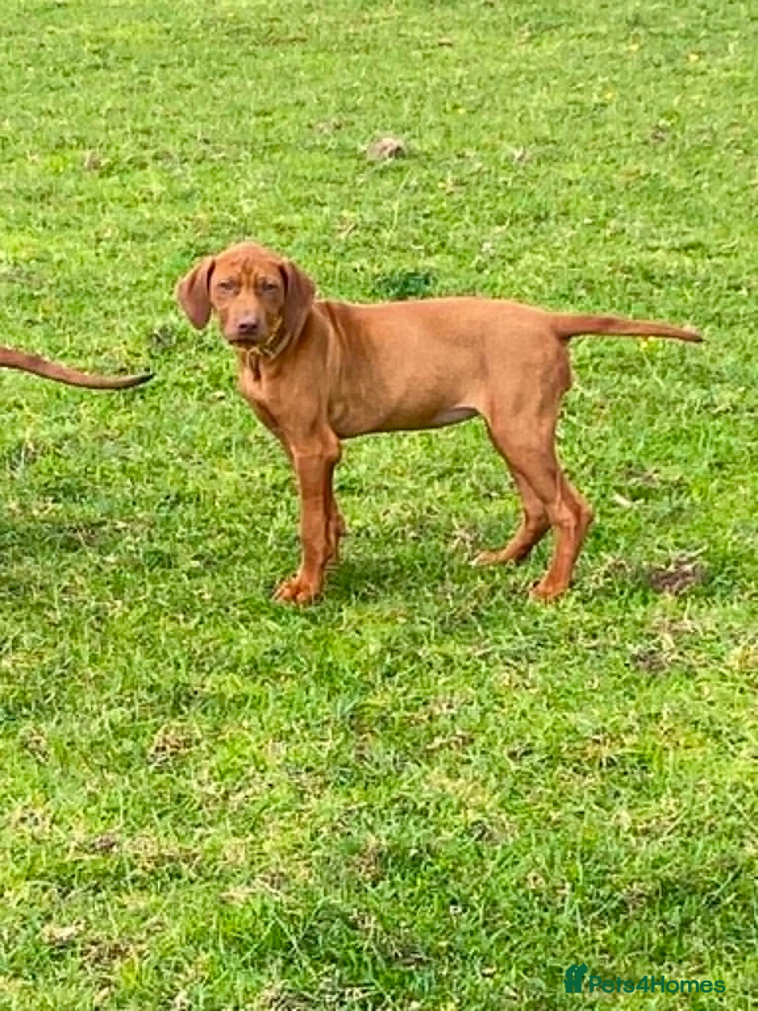 Rhodesian Ridgeback dogs KC reg Ridgeback puppies - Advert 2