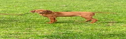 Rhodesian Ridgeback dogs for sale: KC reg Ridgeback puppies - Advert 8