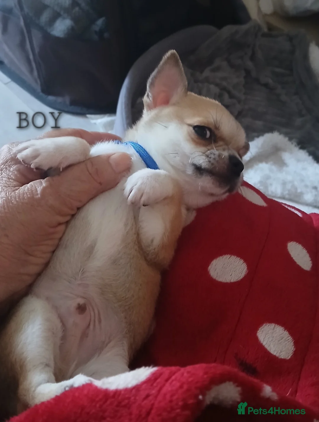 Chihuahua dogs for sale: Short haired tiny chihuahua pups ready now - Advert 2
