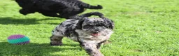 Cockapoo dogs for sale: Beautiful Cockapoo puppies for sale  - Advert 16