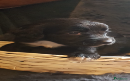 Cocker Spaniel dogs for sale: Working type cocker spaniel puppies  - Advert 13