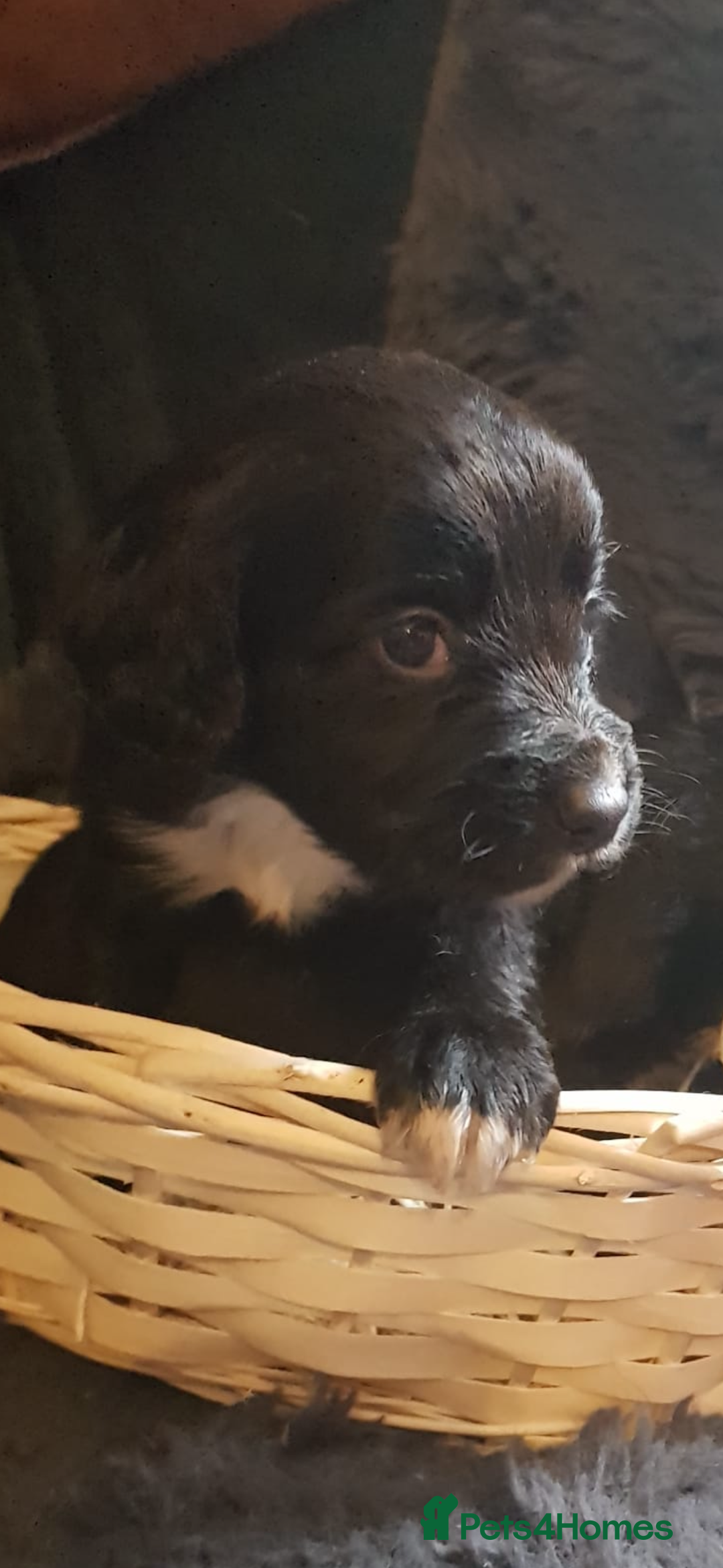 Cocker Spaniel dogs for sale: Working type cocker spaniel puppies  - Advert 13