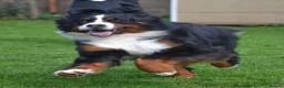 Bernese Mountain Dog dogs for sale: VERY SPECIAL GIRL LOOKING FOR VERY SPECIAL HOME - Advert 10