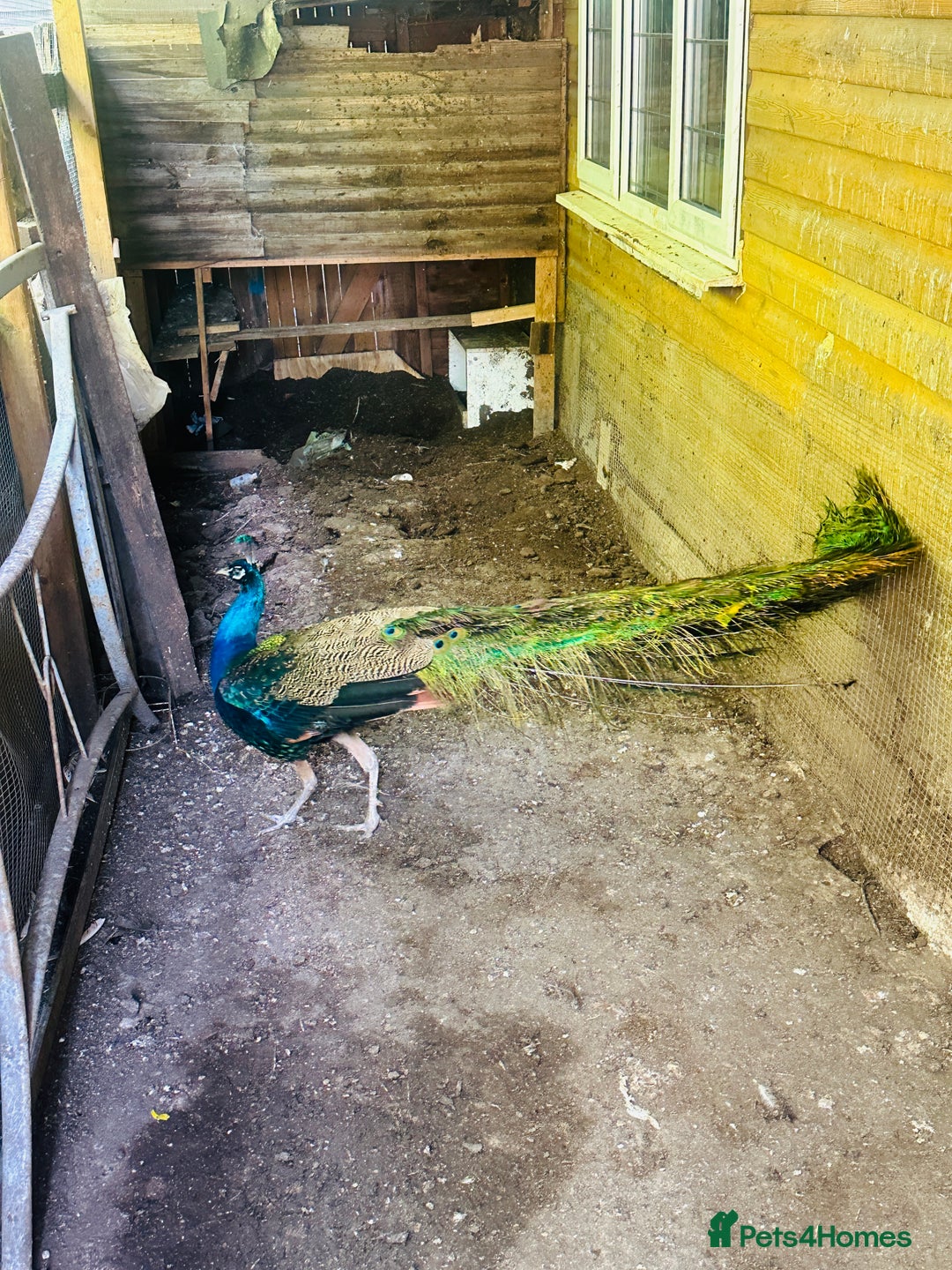 Peafowl poultry for sale: Indian blue breading Peafowl 🦚  - Image 5