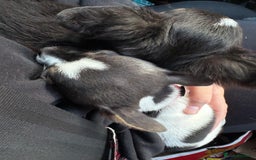 Chihuahua dogs for sale: Ready to leave female chihuahua BOTH vaccines done - Image 21