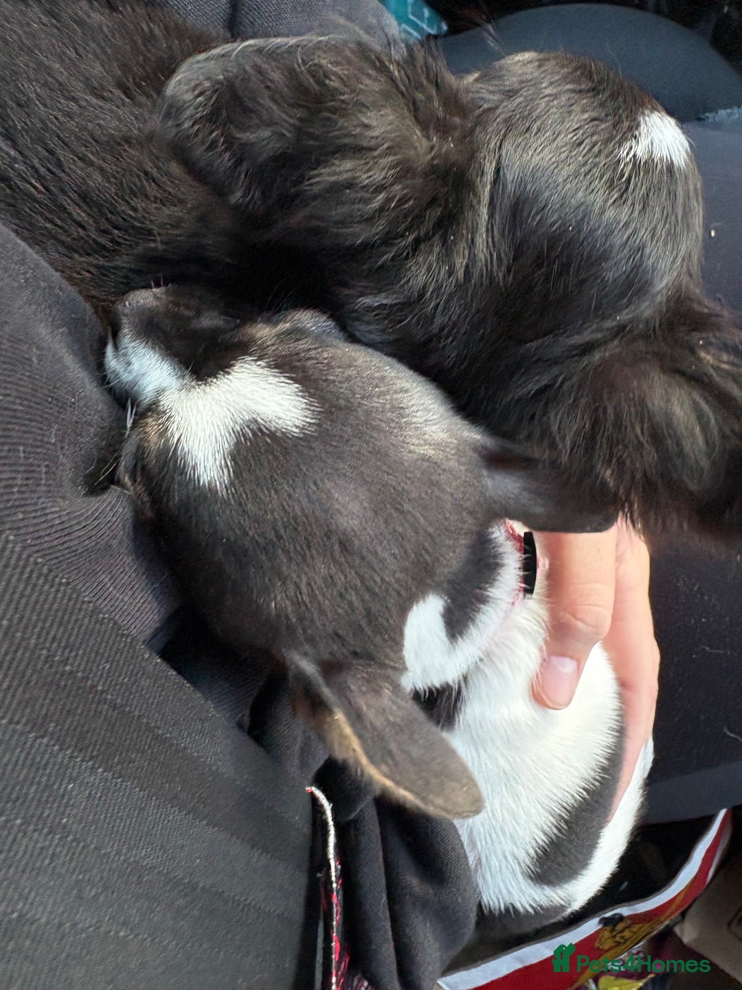 Chihuahua dogs for sale: Ready to leave female chihuahua BOTH vaccines done - Image 21