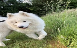 Samoyed dogs for sale: Lovely 2 year old boy  - Image 3