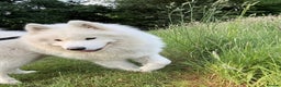 Samoyed dogs for sale: Lovely 2 year old boy  - Advert 3