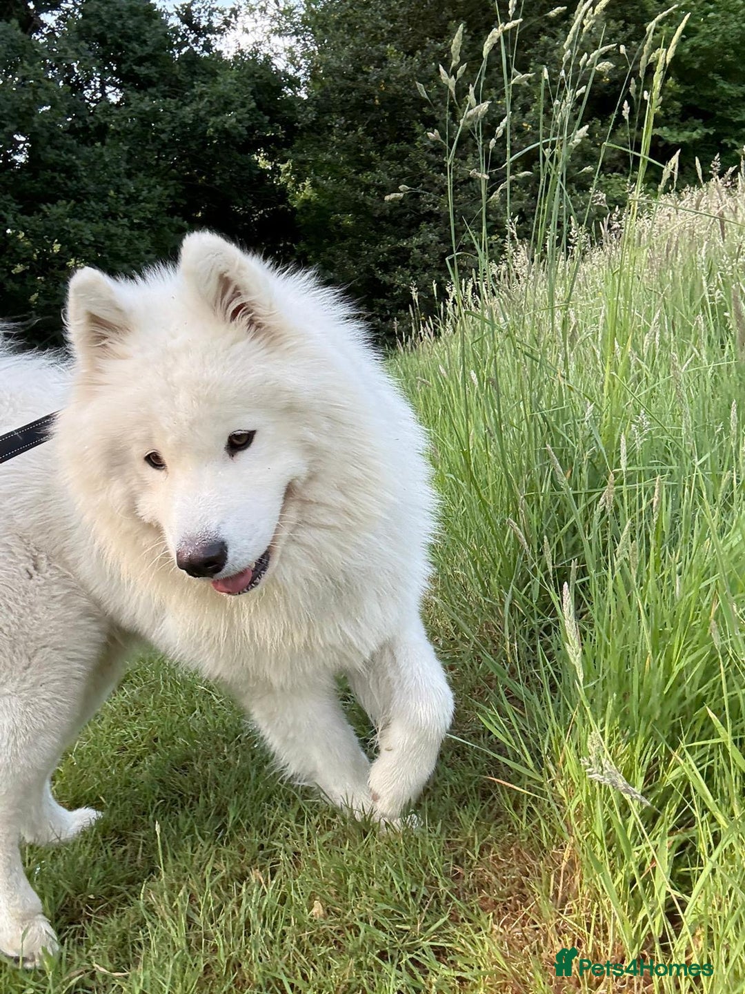 Samoyed dogs for sale: Lovely 2 year old boy  - Image 3