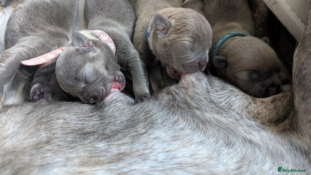 French Bulldog dogs for sale: Stunning French bulldog puppies 🐕 - Image 37