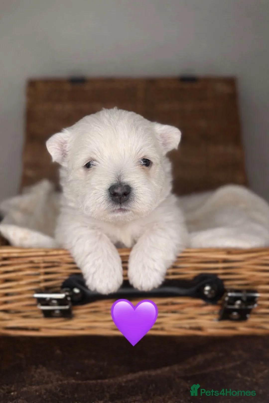 West Highland Terrier dogs for sale: 🌈Adorable Little Westies🌈 - Advert 9