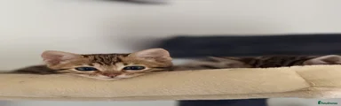Bengal 3