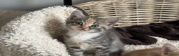 Siberian cats for sale: Beautiful Siberian Kittens-3 Boys-Hypoallergenic - Advert 18
