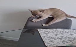Burmese cats for sale: Registered burmese kittens available.  - Image 12