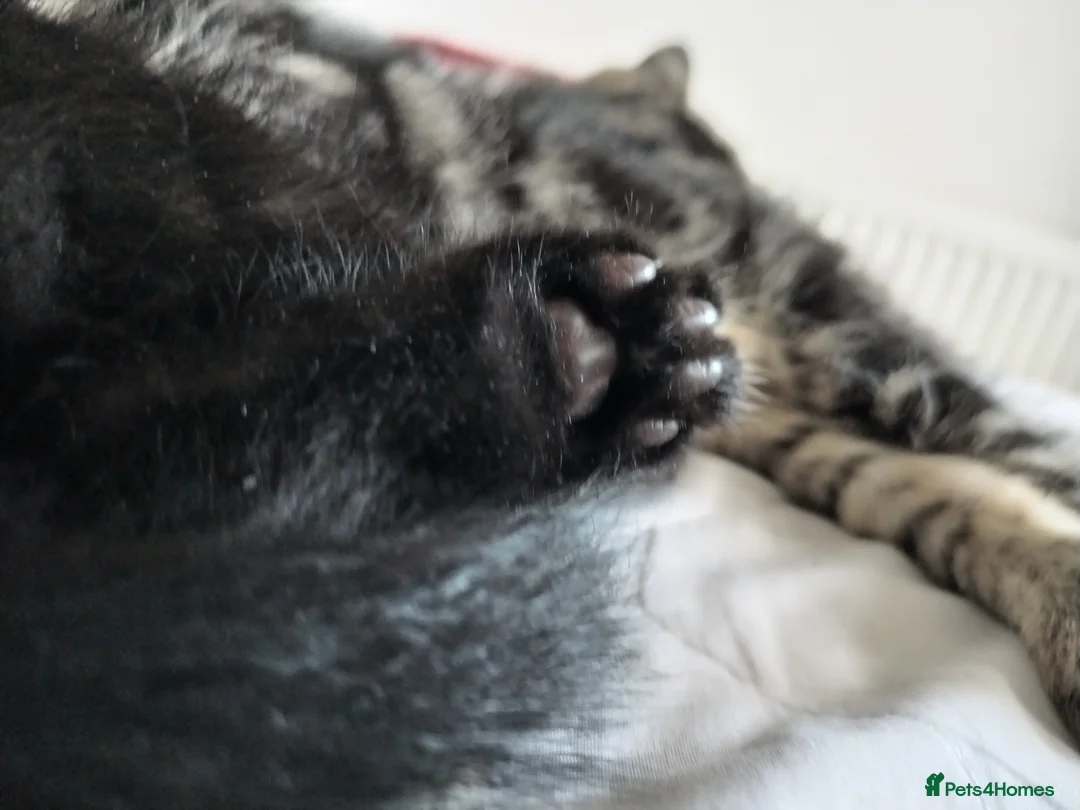 Mixed Breed cats for sale: Beautiful Domestic Shorthair Kittens Ready Soon - Advert 2