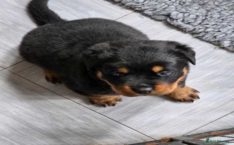 Rottweiler dogs - Advert 11