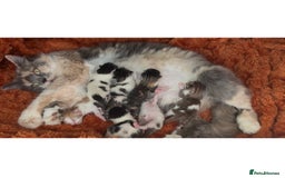 Norwegian Forest Cat cats for sale: 5 beautiful friendly boys - Image 7