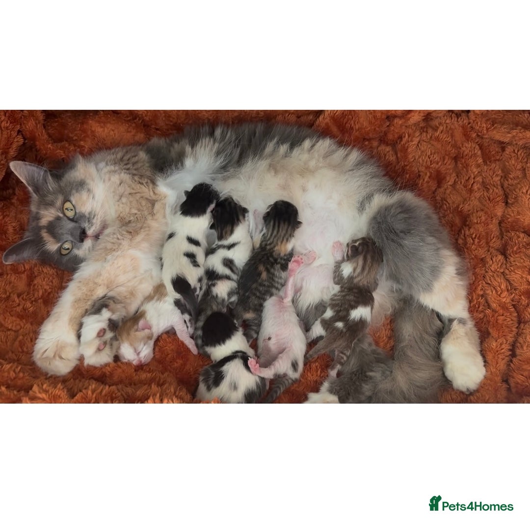 Norwegian Forest Cat cats for sale: 5 beautiful friendly boys - Image 7