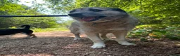 Mixed Breed dogs for adoption: Letty - Norwich Norfolk  - Advert 15