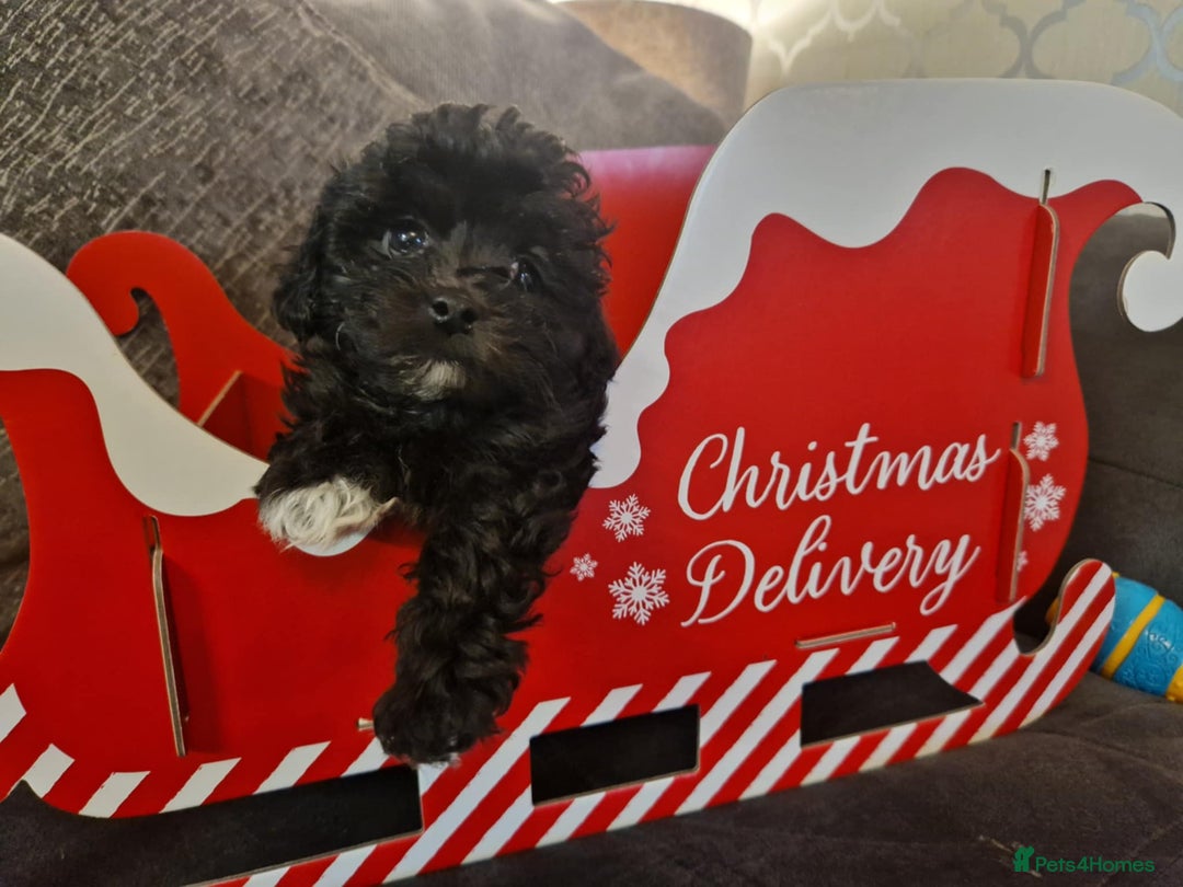 Maltipoo dogs for sale: MALTIPOO 🥰🥰 READY TO LEAVE  - Advert 39