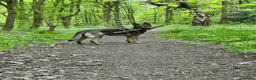 German Shepherd dogs for sale: KC Working GSD Female – 2.5 Years Old - Advert 3