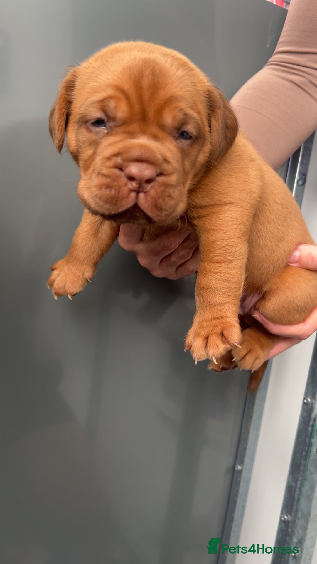 Dogue De Bordeaux dogs for sale: Chunky kc registered dogue de Bordeaux puppies - Advert 29