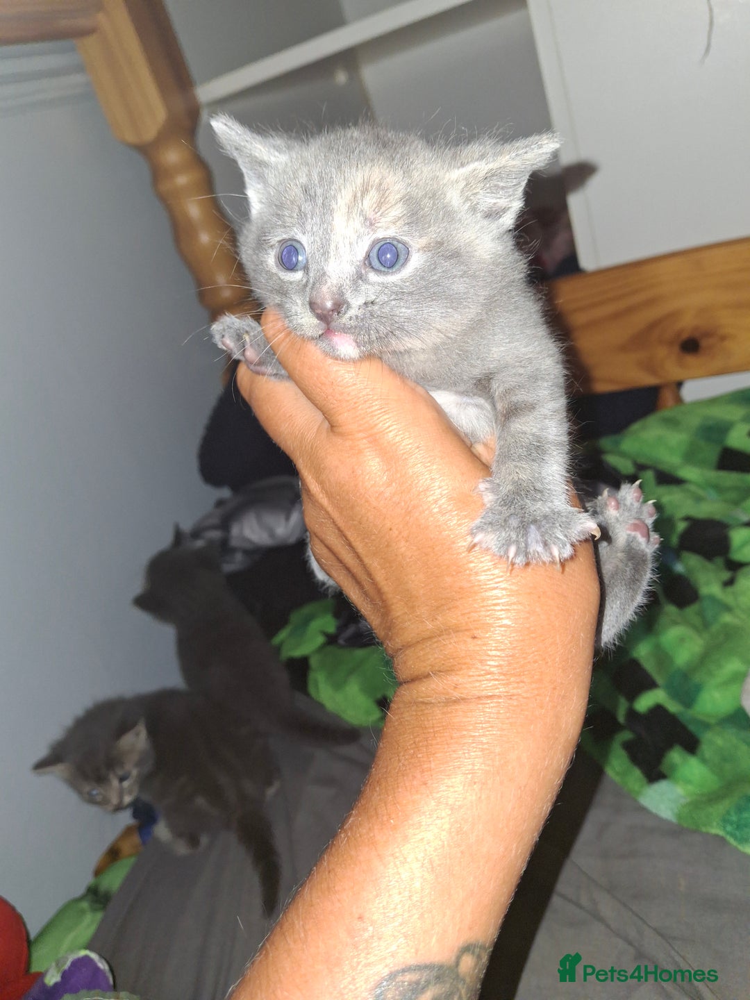 Mixed Breed cats for sale: British short hair cross kittens - Image 5