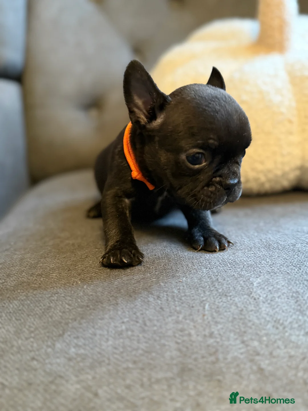 French Bulldog dogs for sale: ✨Stunning Pedigree French Bulldog Puppies✨ - Advert 16