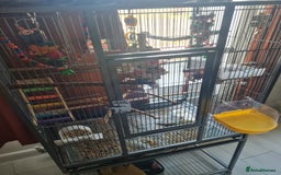 Conures birds for sale: Conure  full tame  6 months  old tame as he'll  in Halifax - Image 4