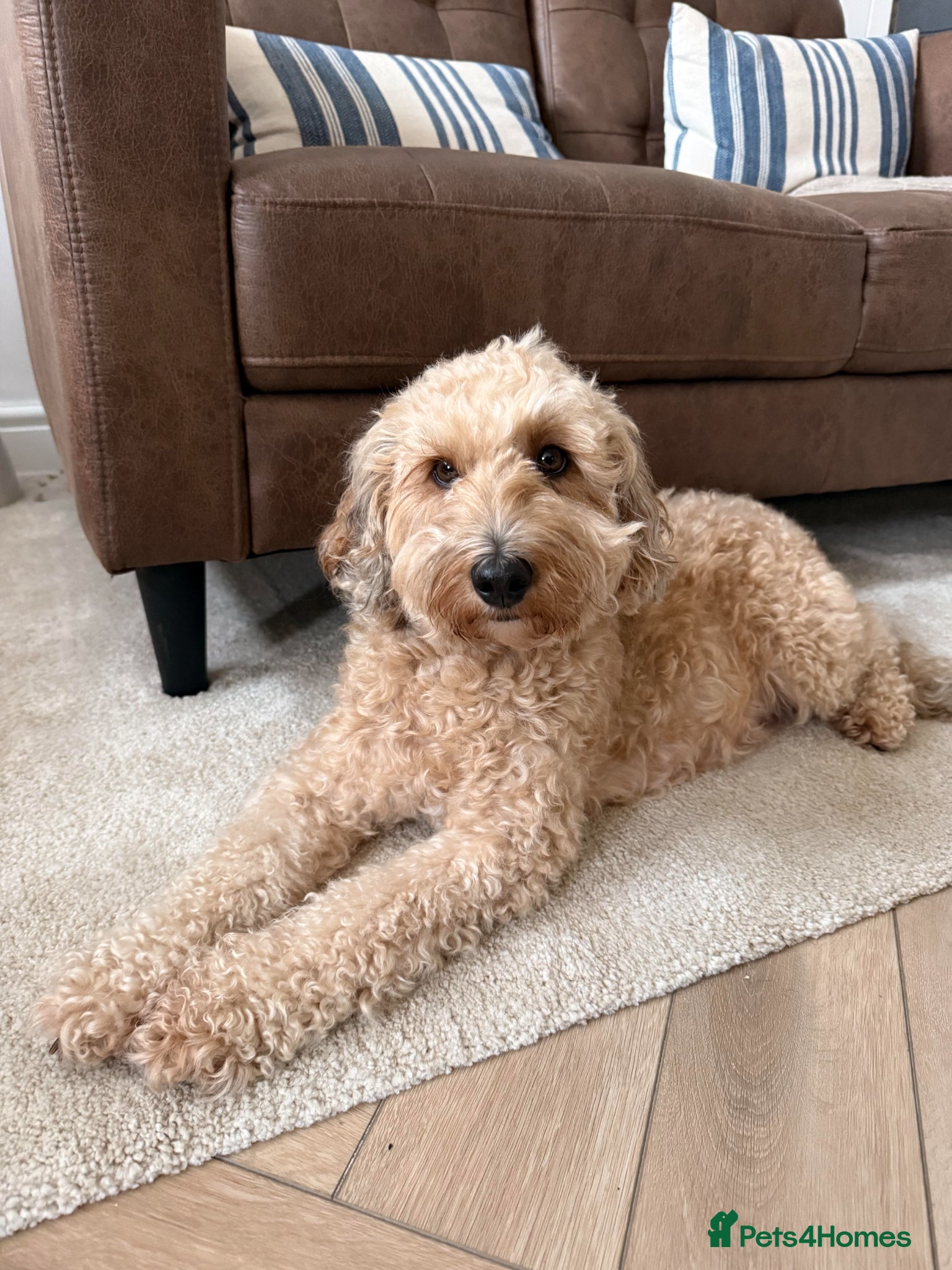 Mixed Breed dogs Beautiful Ttoodle Female  - Advert 1