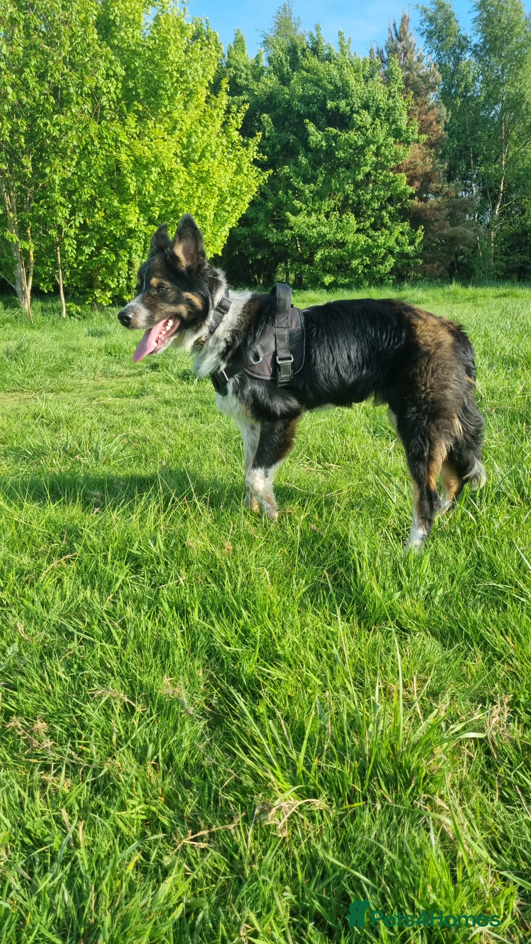 Border Collie dogs for sale: Bailey!  - Advert 2