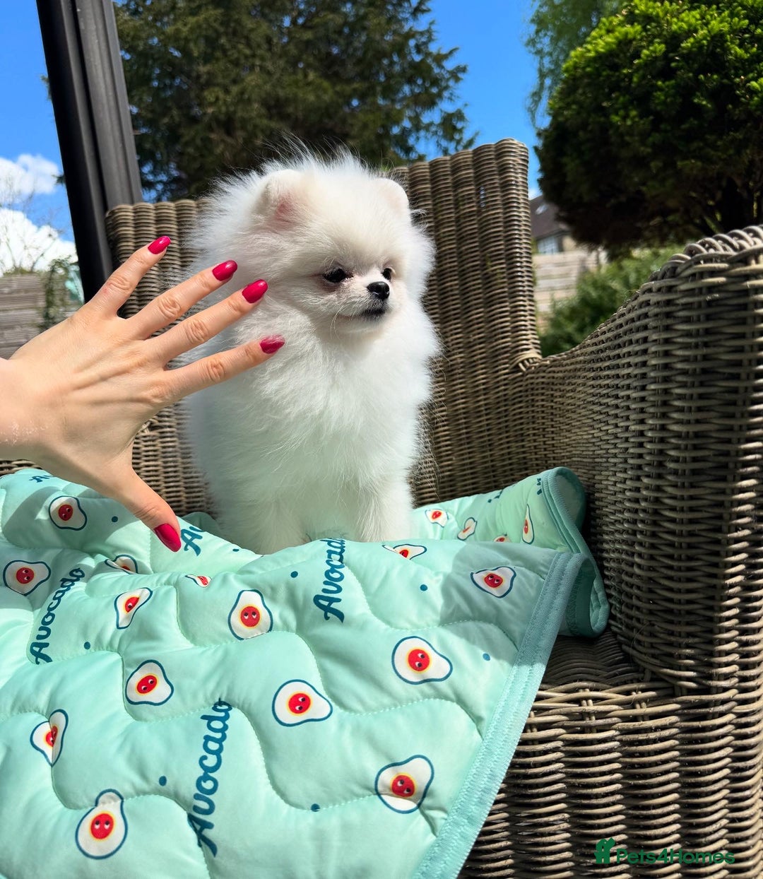Pomeranian dogs for sale: Pomeranian Last Boy - Image 25