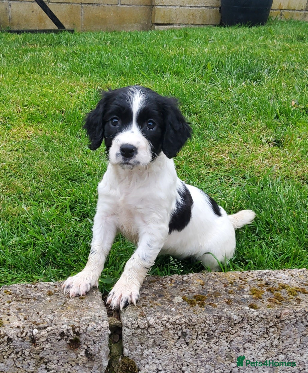 English Springer Spaniel dogs for sale: Photos! 2 Springer Spaniel beautiful pedigree pups - Advert 1