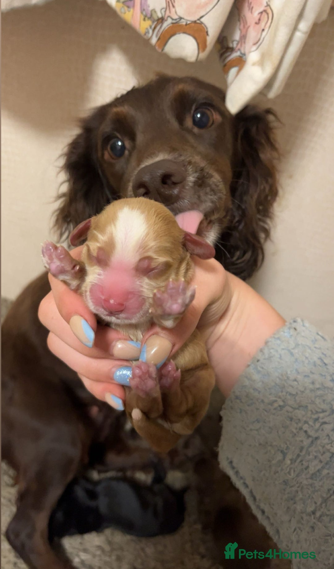 Cocker Spaniel dogs for sale: Beautiful puppy’s  - Image 16