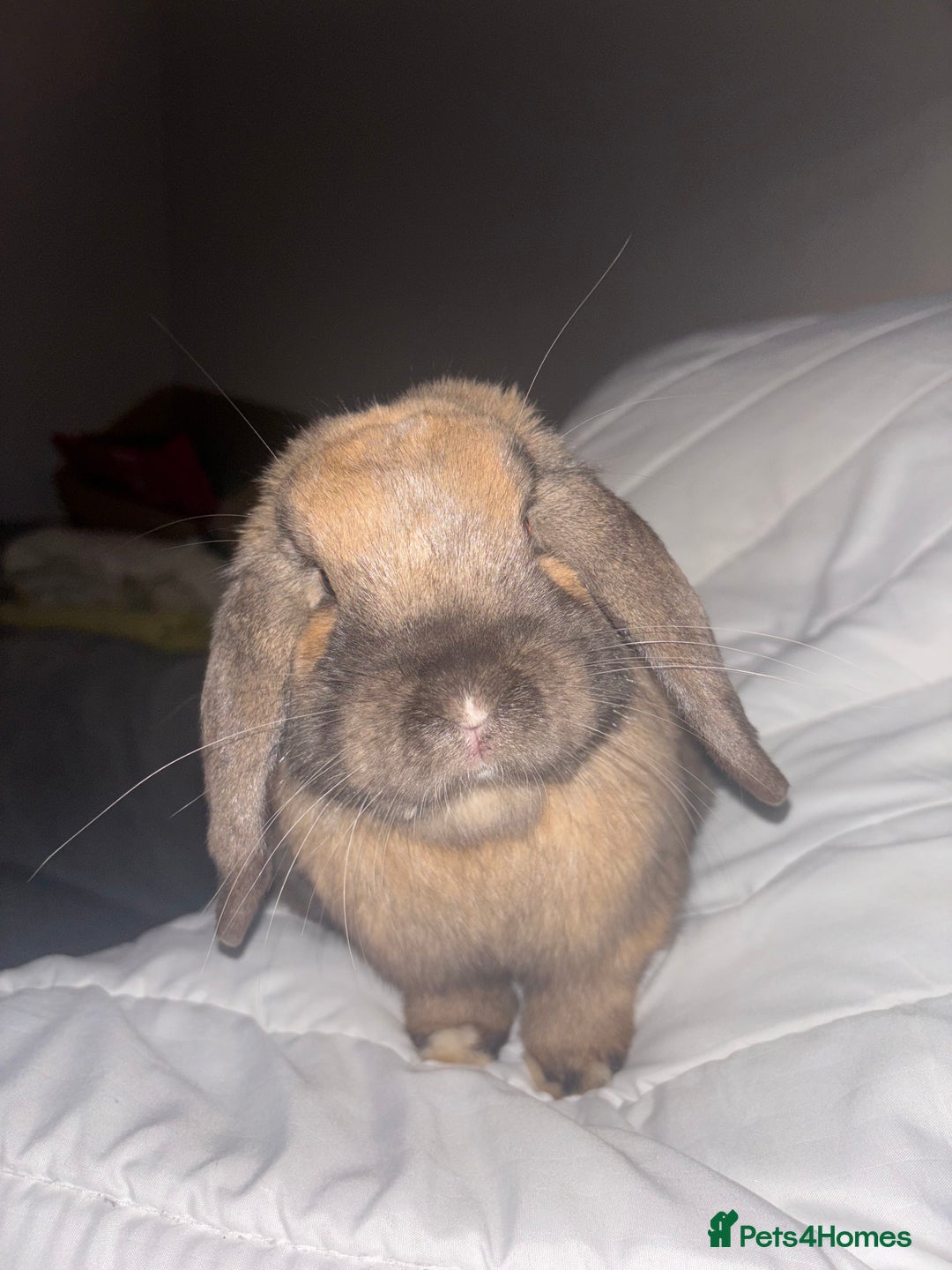 Mini Lop rabbits for sale: Mini lop bunnies  - Advert 8