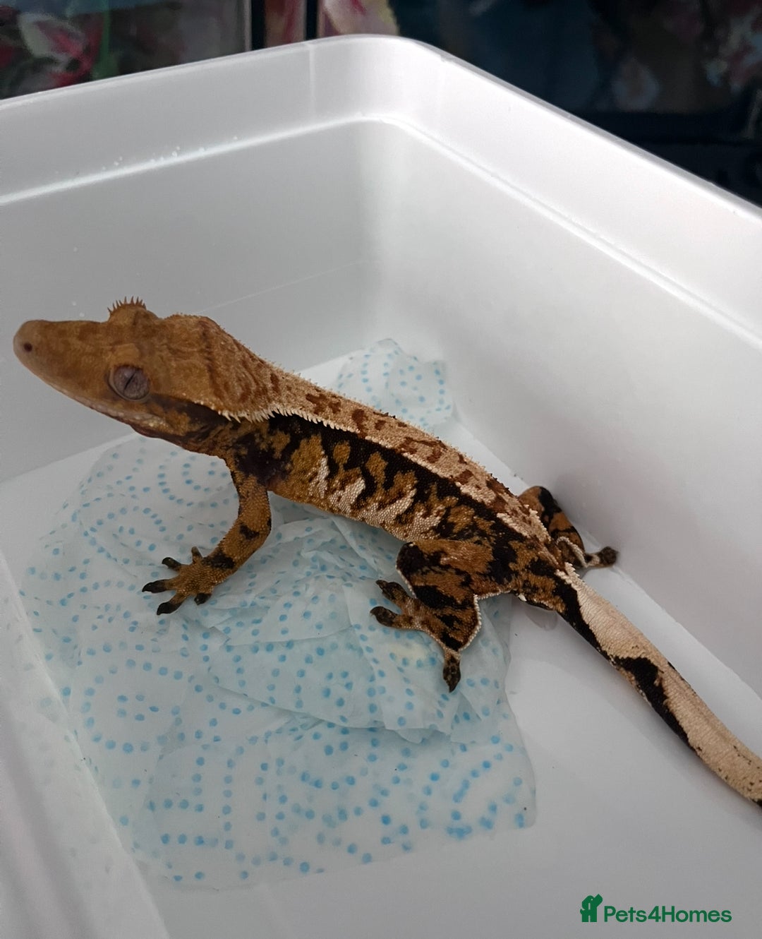 Gecko reptiles for sale: Mix of new Caledonian Geckos - Image 11