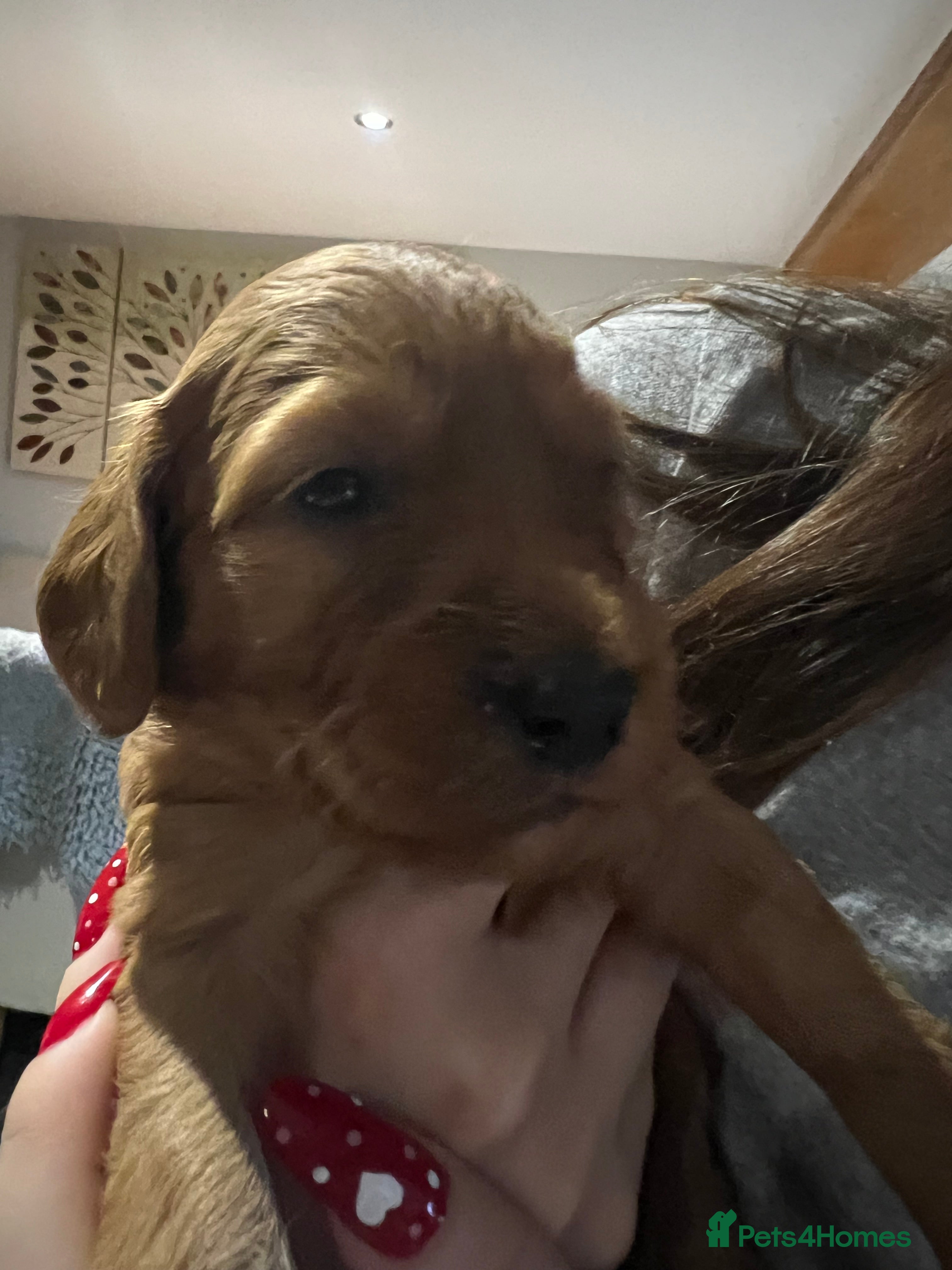 Cockapoo dogs Gorgeous F1 cockapoos🥰🥰 - Advert 15