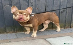 French Bulldog dogs for sale: 11 weeks old Isabella & tan carries fluffy RFG  - Image 7