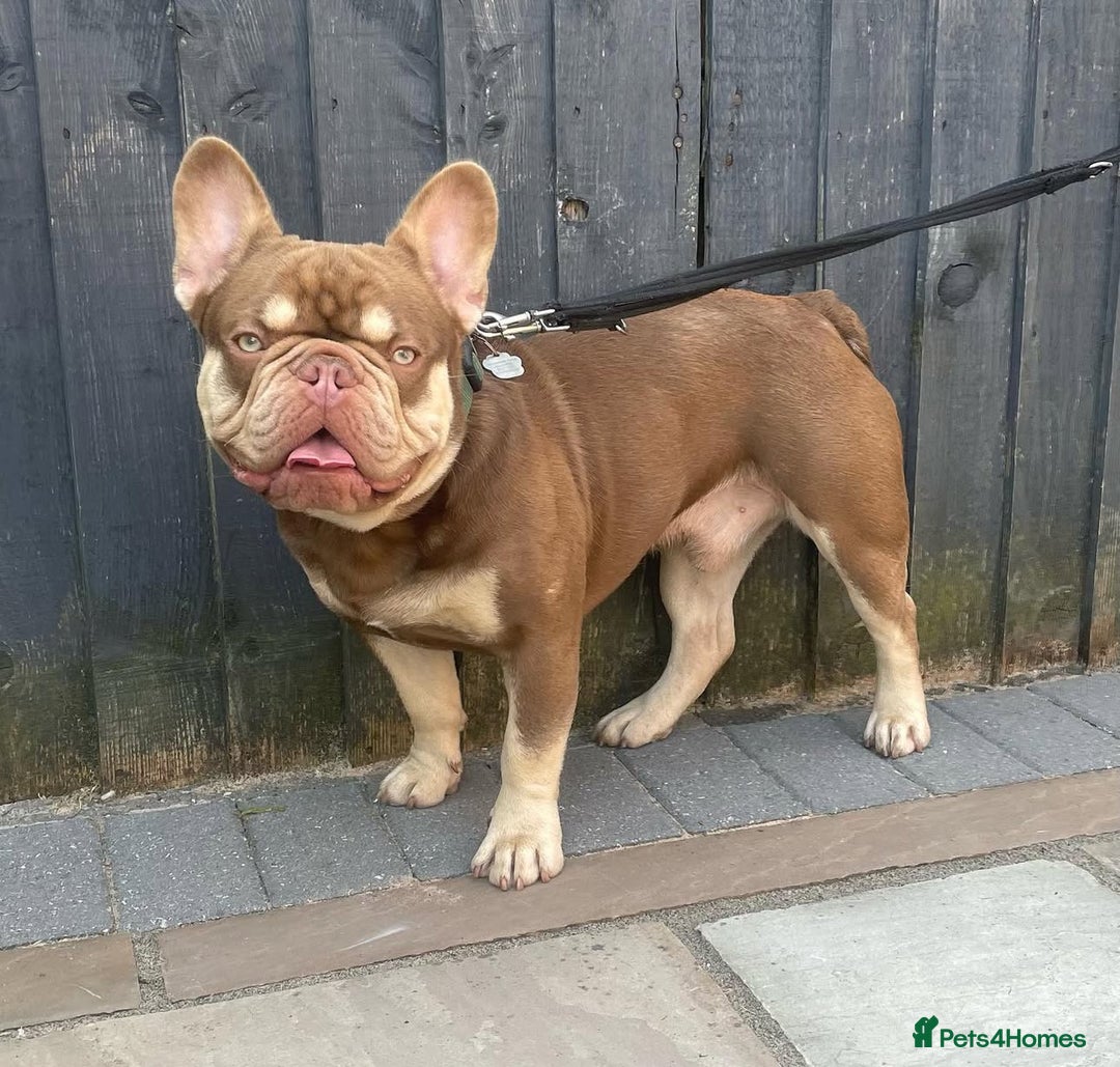 French Bulldog dogs for sale: 11 weeks old Isabella & tan carries fluffy RFG  - Image 7