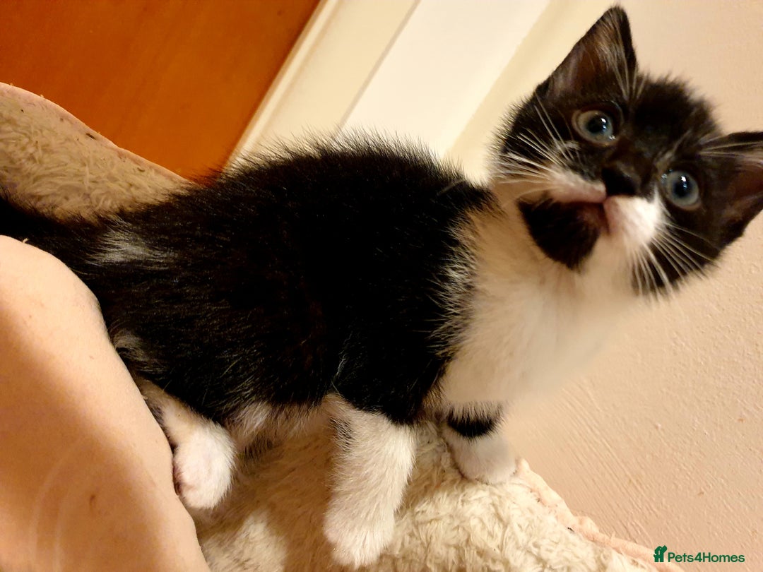 Mixed Breed cats for sale: 5 Gorgeous & Playful Kittens - Image 24