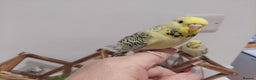 Budgerigars birds for sale: Tame Baby Budgies - Advert 5