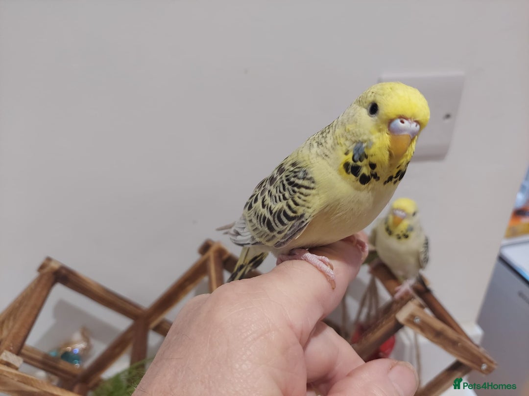 Budgerigars birds for sale: Tame Baby Budgies - Advert 5