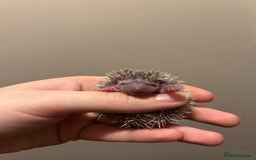 Pygmy Hedgehog rodents for sale: 3x male hoglets  - Image 6