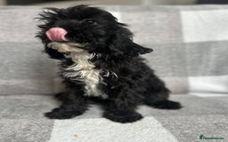 Cockapoo dogs for sale: Beautiful cockapoos looking for forever homes  - Image 22