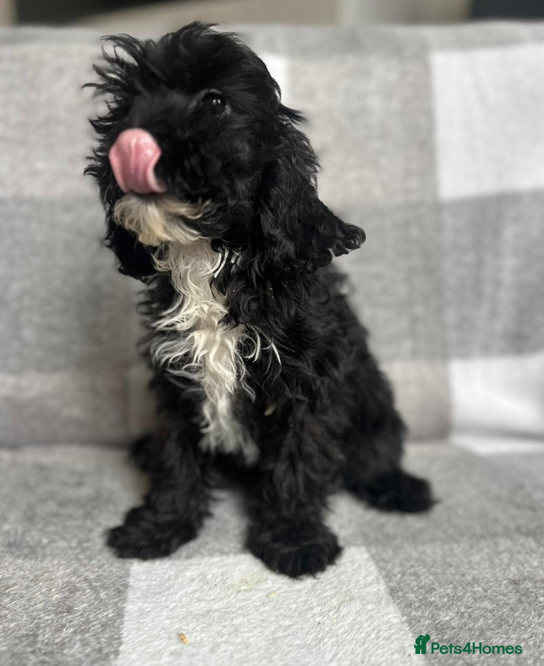 Cockapoo dogs for sale: Beautiful cockapoos looking for forever homes  - Image 22