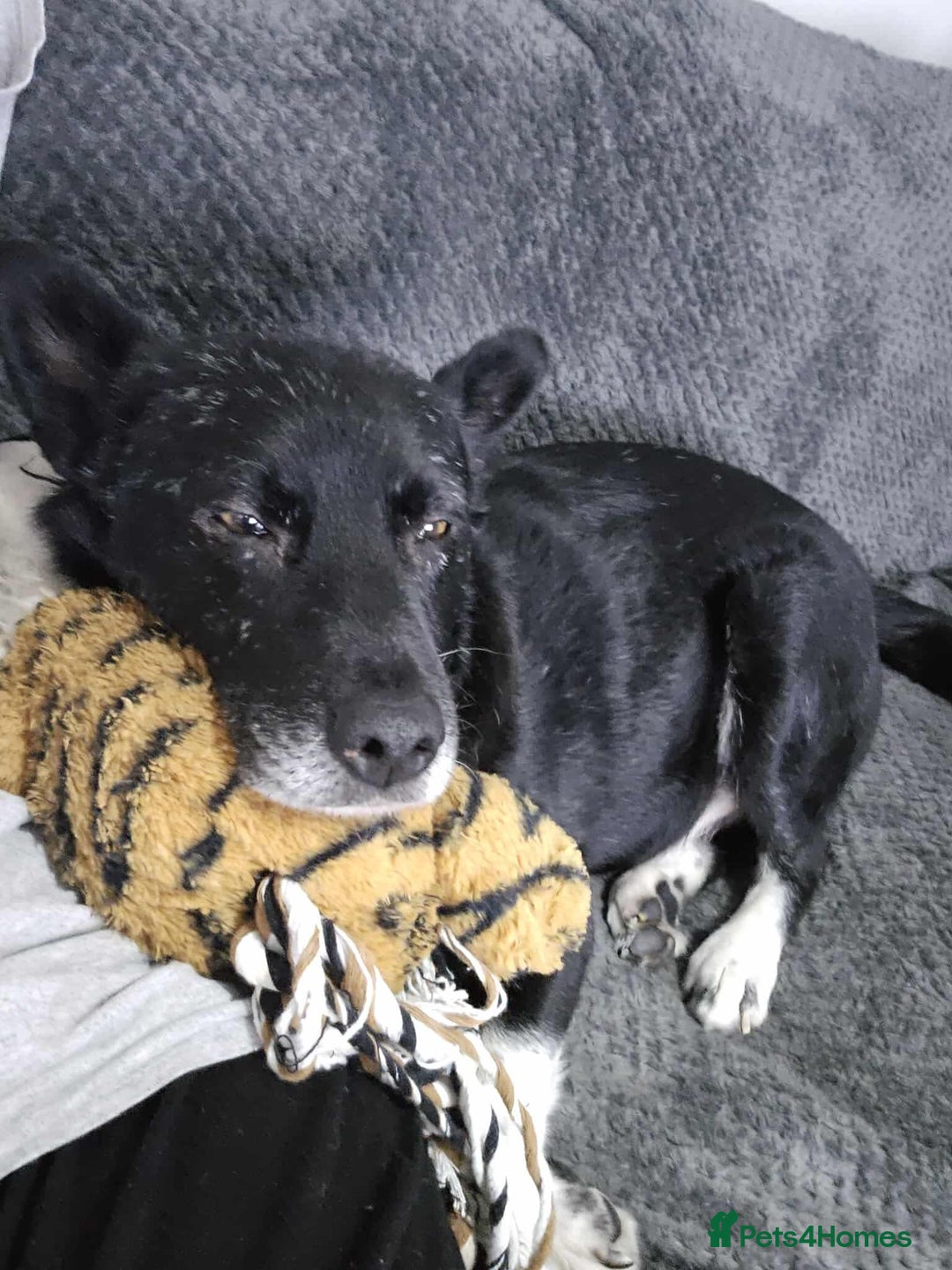 Mixed Breed dogs for adoption: Freckles is ready to find a family! - Advert 11