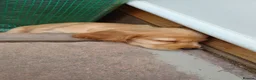 Cocker Spaniel dogs for sale: gorgeous golden and a tri-colour cocker puppies in Exeter - Advert 14