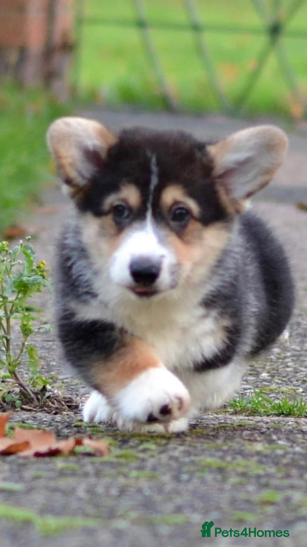 Welsh Corgi Pembroke dogs for stud: TOP QUALITY PROVEN !!! KC Pembroke Corgi for stud in Rugby - Advert 4