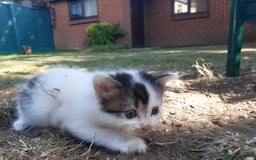 Mixed Breed cats for sale: 6 Kittens Available to take home today 😸  - Image 14