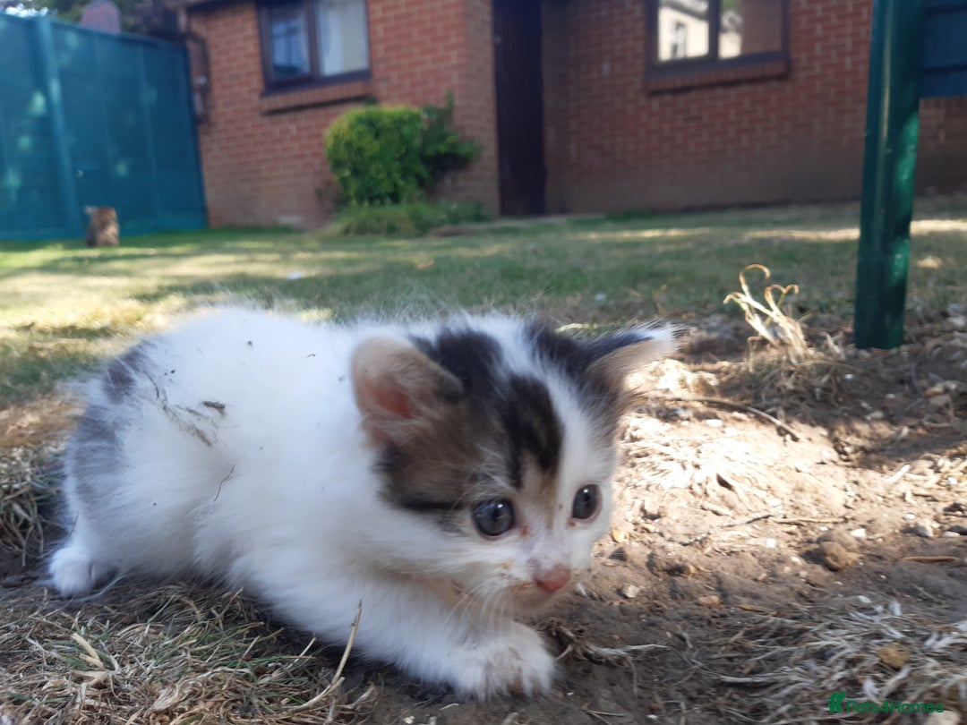 Mixed Breed cats for sale: 6 Kittens Available to take home today 😸  - Image 14